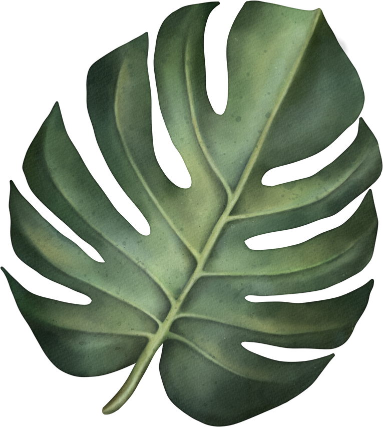 Green tropical monstera leaf. Tropical plant. Hand painted