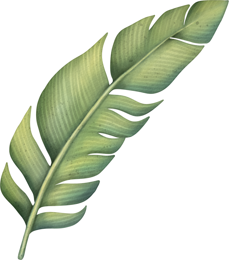 Green tropical palm leaf. Tropical plant.