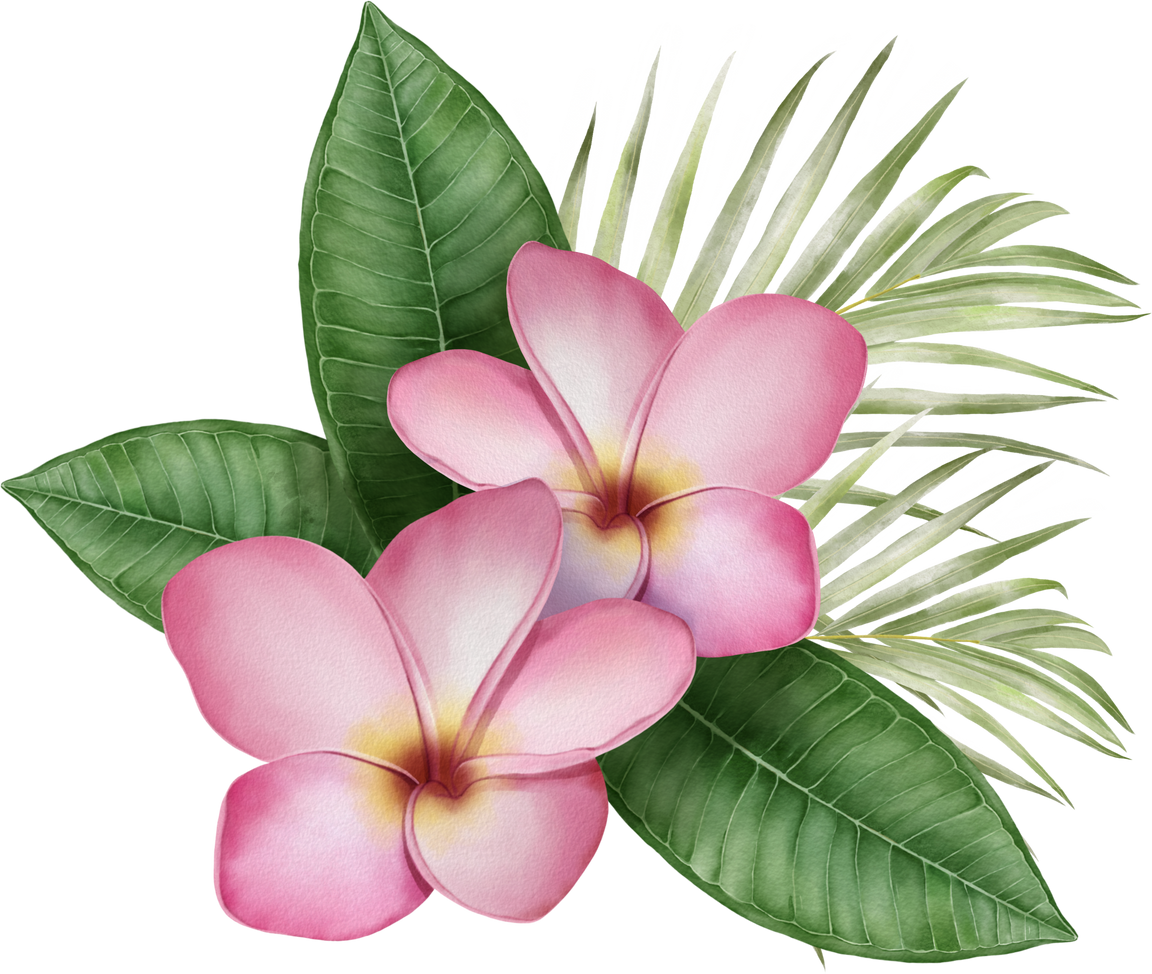 Digital watercolor painting with tropical pink Frangipani fl