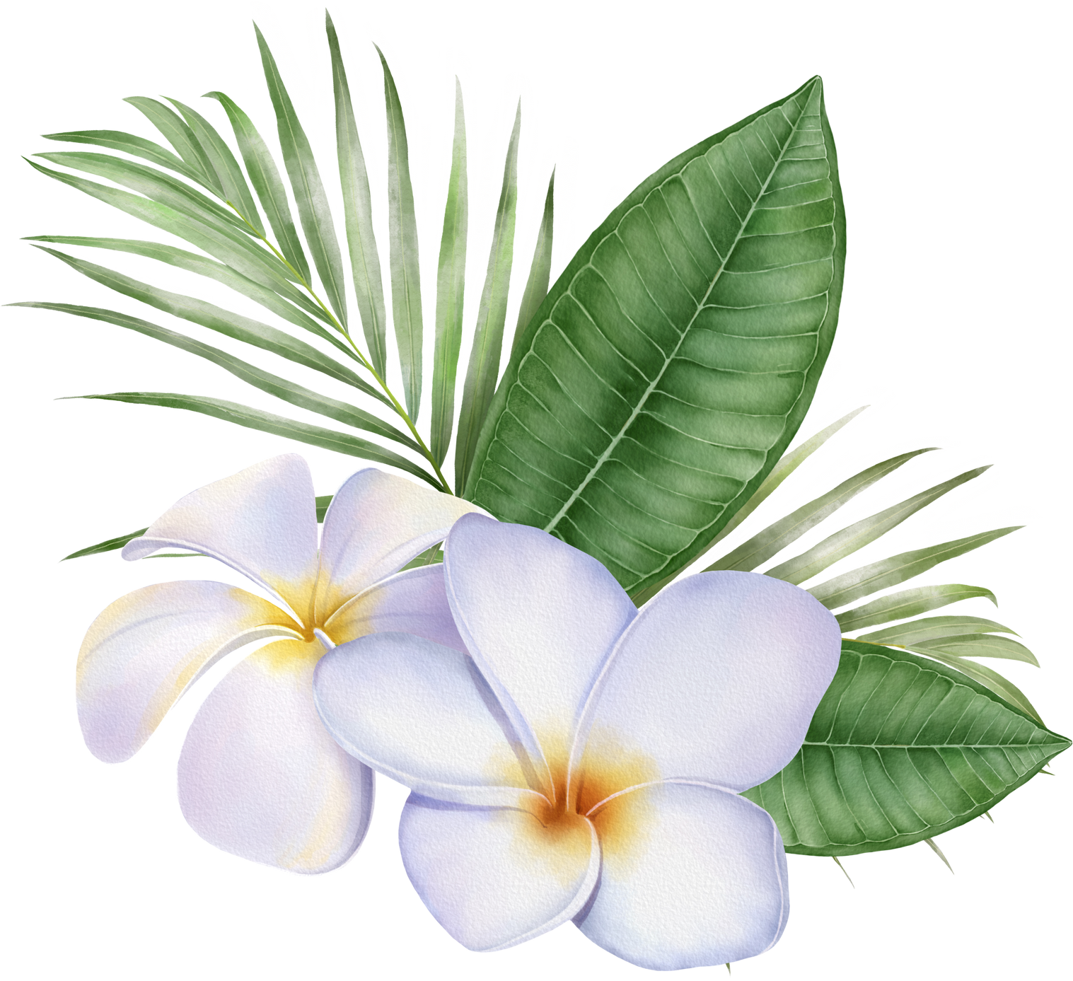 Digital watercolor painting with tropical white Frangipani f