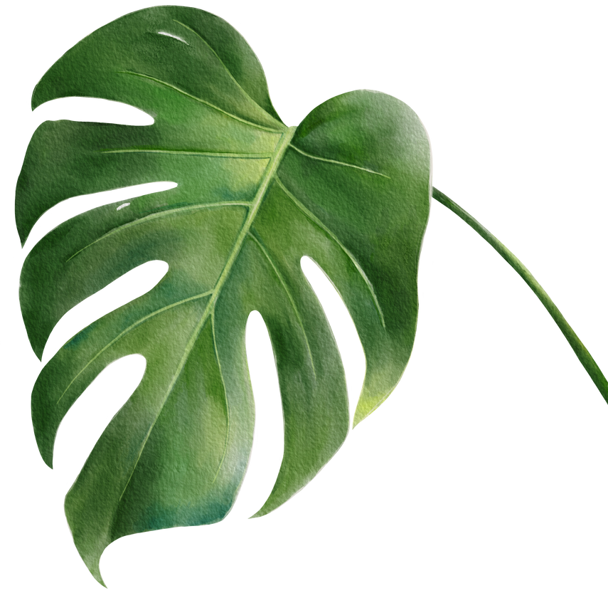 Digital watercolor painting tropical Monstera Deliciosa Leaf